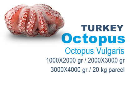 octopus