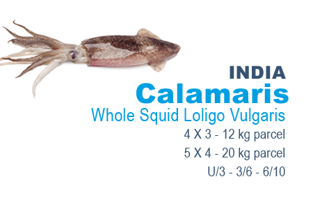Calamaris