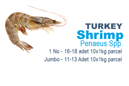 Shrimp