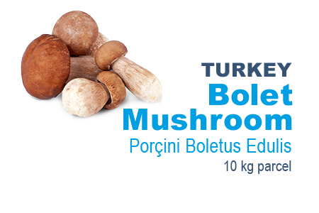 Bolet Mushroom